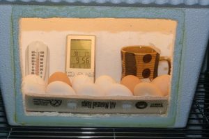 DIY Styrofoam Egg Incubator