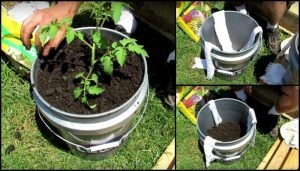 Self-Watering Tomato Planter