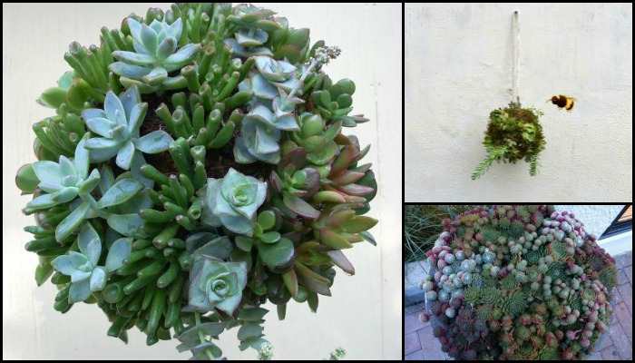 Succulent Balls