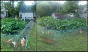 Chicken Tunnel