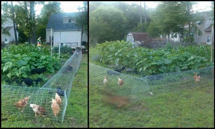 Chicken Tunnel