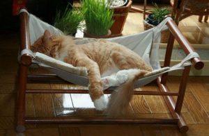 Comfortable Cat Hammock: Cozy 1-Day Project