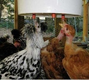 How to Build an Automatic Chicken Waterer in Just 4 Steps
