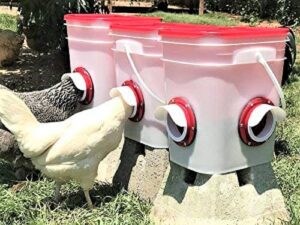 The Best Chicken Feeder: 10 Excellent Feeders for Your Flock