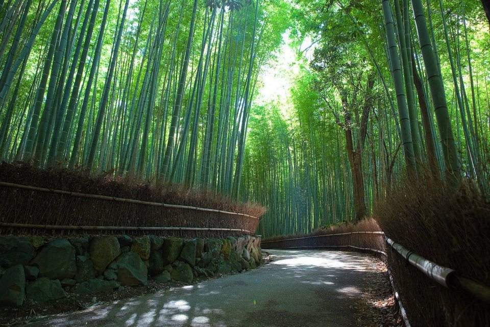 Sagano Bamboo Forest - Kyoto area Japan