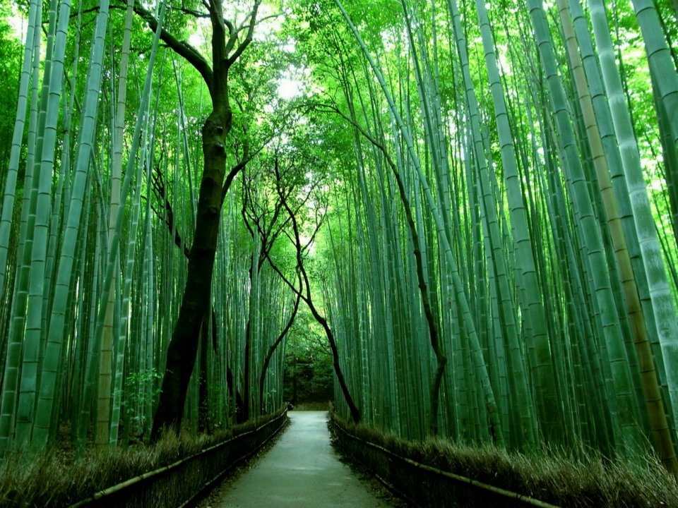 Sagano Bamboo Forest - Kyoto area Japan