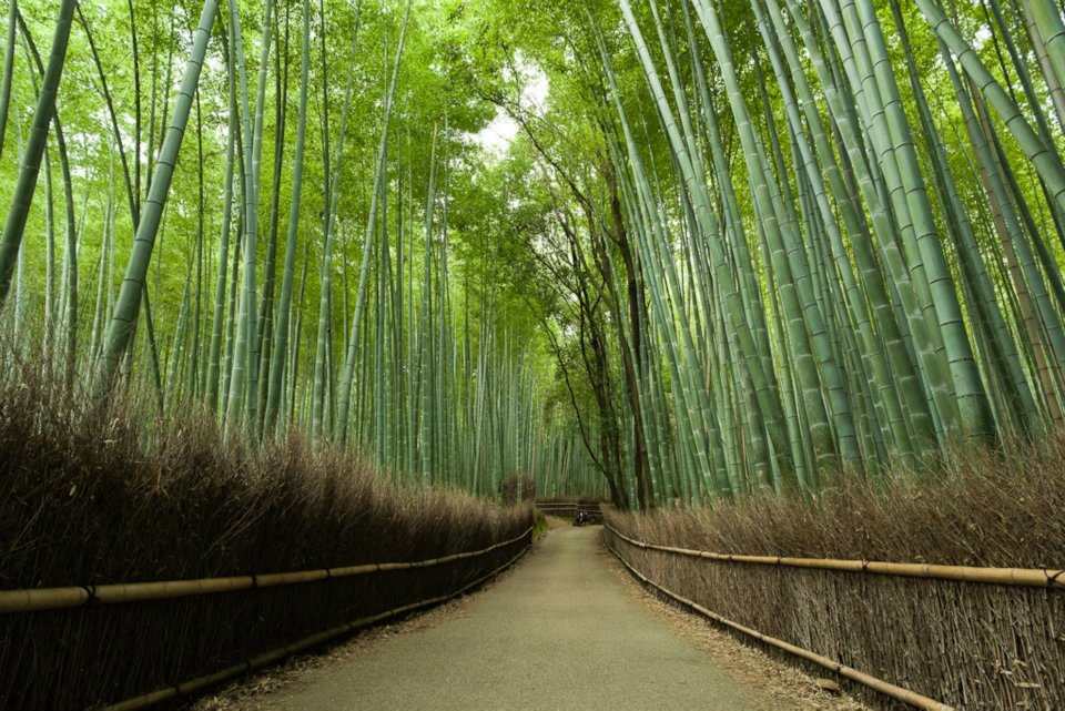 Sagano Bamboo Forest - Kyoto area Japan