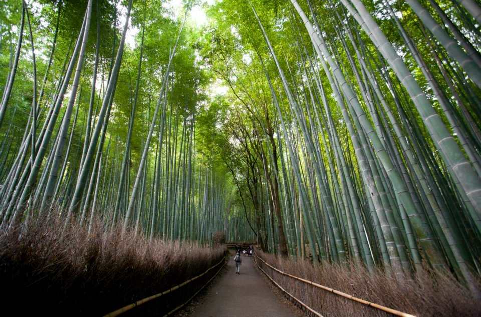 Sagano Bamboo Forest - Kyoto area Japan