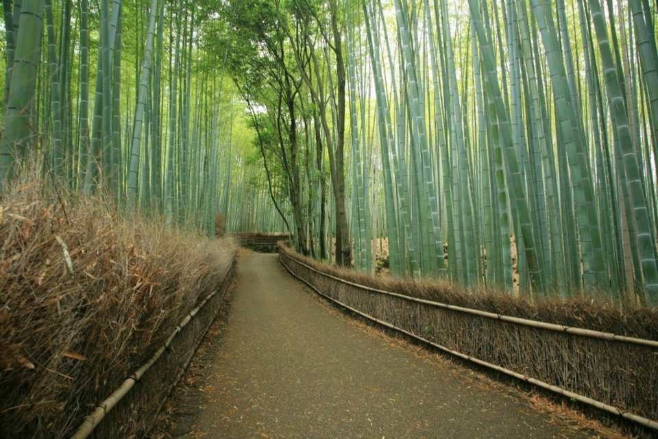 Sagano Bamboo Forest - Kyoto area Japan