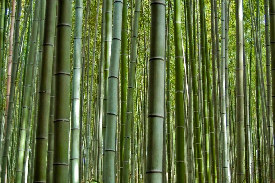 Sagano Bamboo Forest - Kyoto area Japan