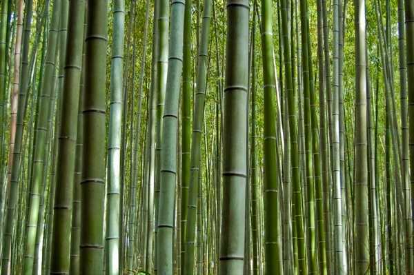 The Sagano Bamboo Forest - Kyoto Japan