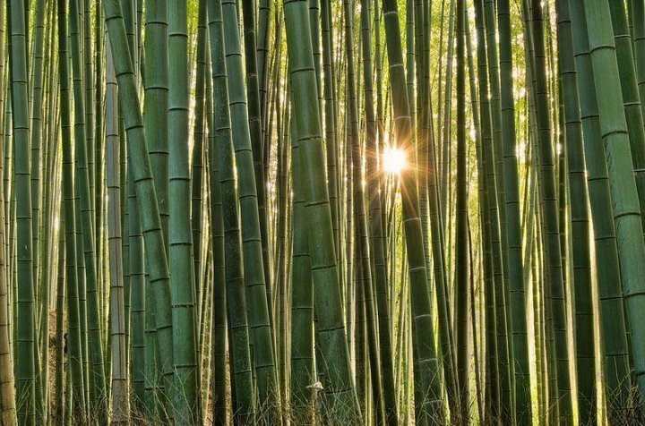 Sagano Bamboo Forest - Kyoto area Japan