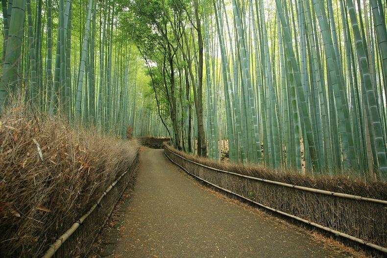 Sagano Bamboo Forest - Kyoto area Japan