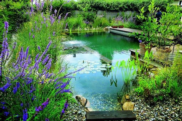 Natural Swimming Pond