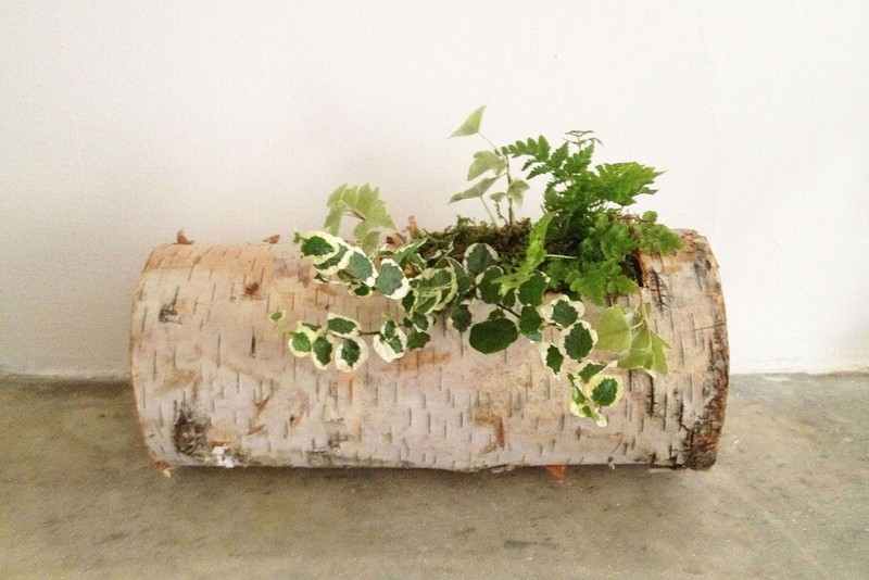 Birch Log Planter - Tasi Masi